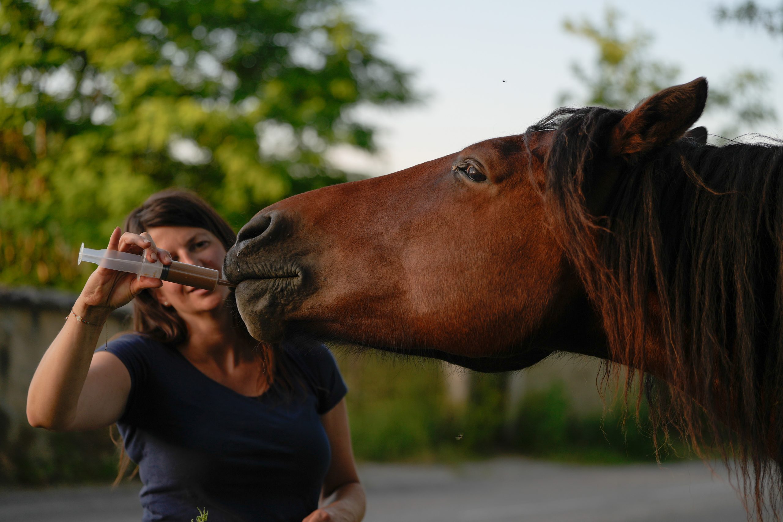 CP 32 - Soutien polyvalent (tonus, locomotion, métabolisme) du cheval sénior – Image 2